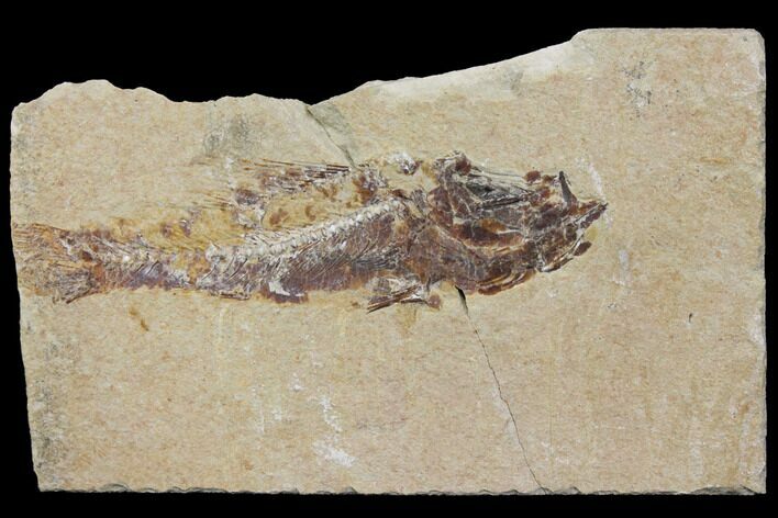 Bargain, Cretaceous Fossil Fish (Pateroperca) - Lebanon #147214